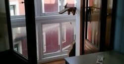 CASCO VIEJO PORTUGALETE